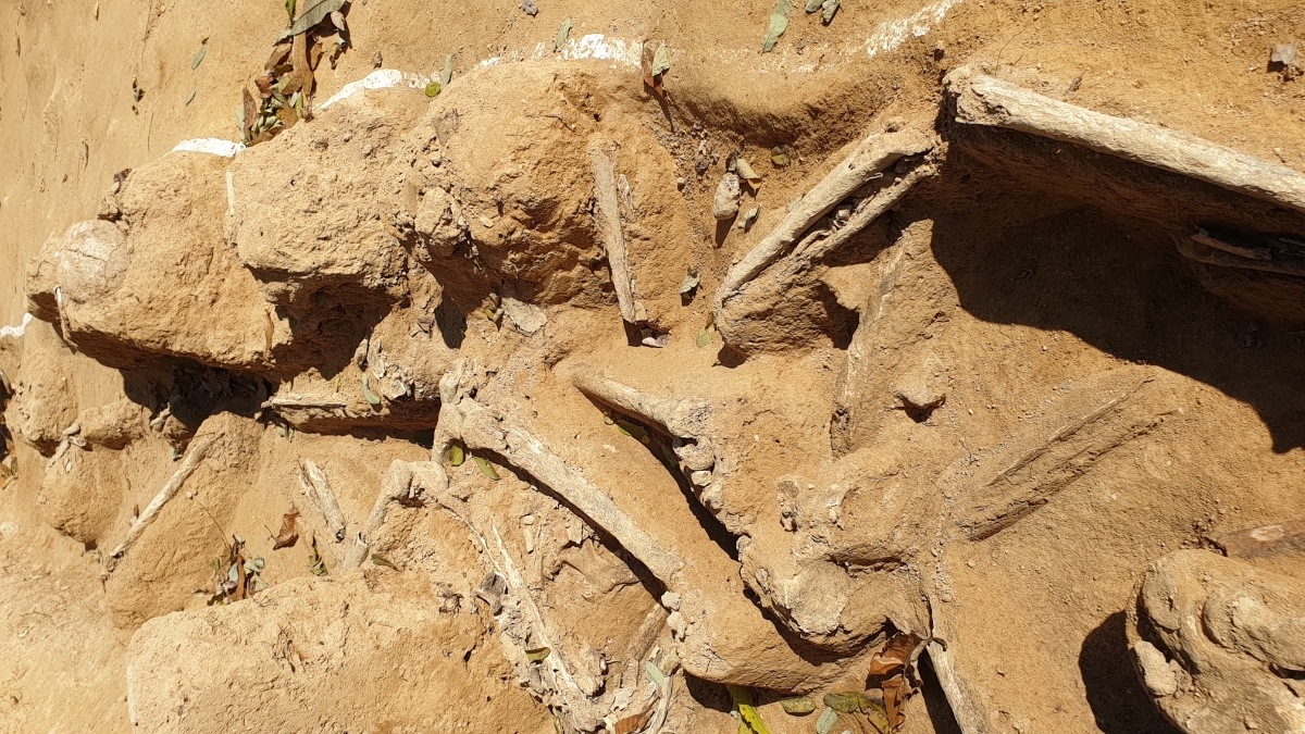 2019년부터 진행된 황방산 유해 발굴에서 산비탈을 따라 층층이 늘어선 유해가 드러났다.
