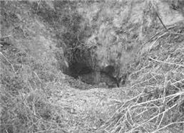 매류리 고령토 구덩이 희생 추정지